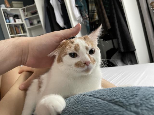 A white cat with orange patches and a pink nose looking silly while being pet on top of a blahaj. Her name is Peaches. 