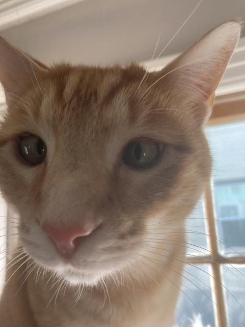 A Tabby cat; Sgt Pipper and his wandering eye