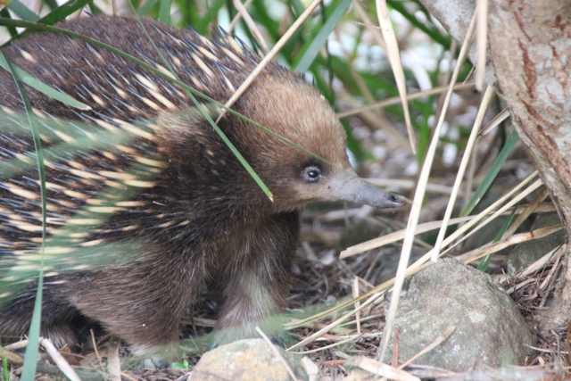 A short beaked echidna pausing to sniff the air as it waddles through some native grasses