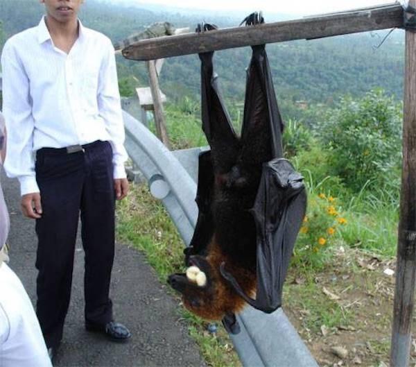 Person in a white shirt and black pants standing next to a golden capped fruit bat hanging upside down. The bat is about as big as the person 