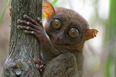 Tarsier: https://en.wikipedia.org/wiki/Tarsier