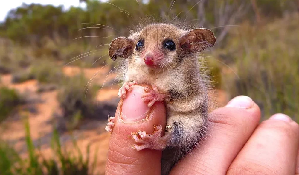 Western Pygmy Possum