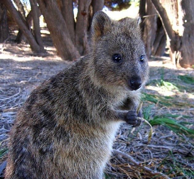 A quokka standing among trees, holding a small leaf.