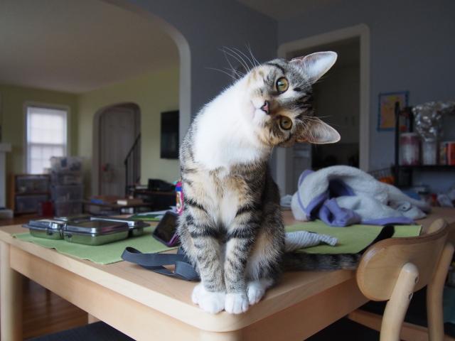 A grey/brown tabby with white chest and paws is standing on a messy table, looking directly at the camera with her head tilted 90 degrees to the right. 