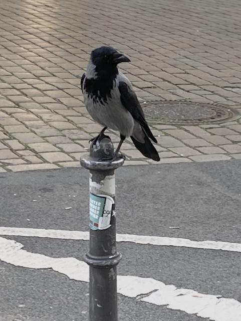 Nebelkrähe auf Poller blickt auf den Betrachter.