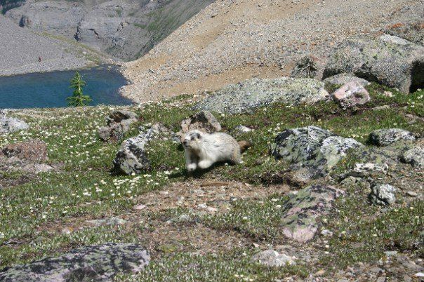 Marmot in an alpine field, looking like it might be about to take off