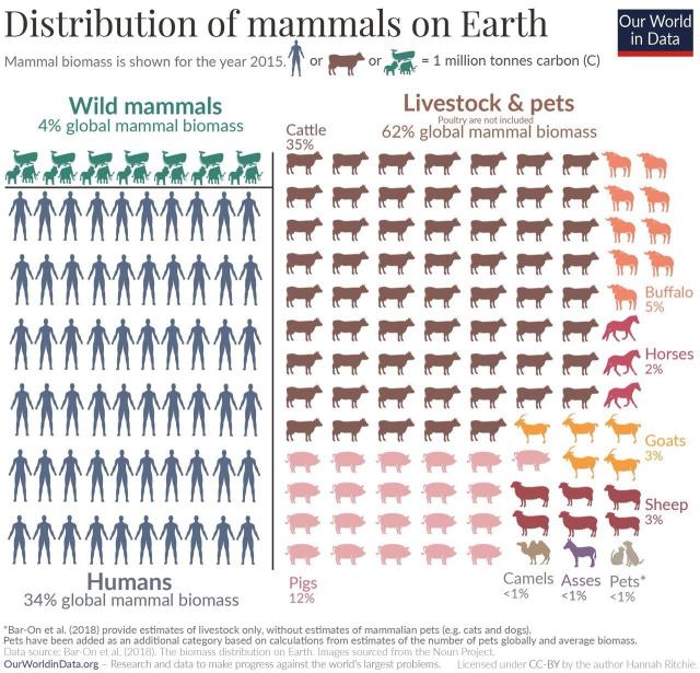 Distribution of mammals on Earth. By Hannah Ritchie at Our World in Data