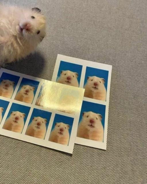 hamster photos
