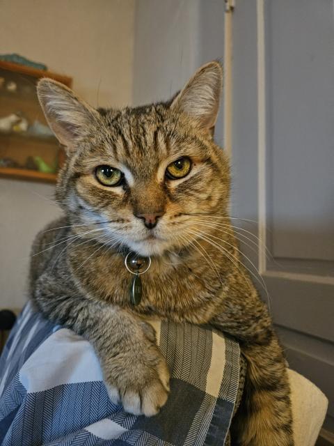 A brown tabby cat sits on the back of the sofa, staring into the camera as if to say "Really? Again?"