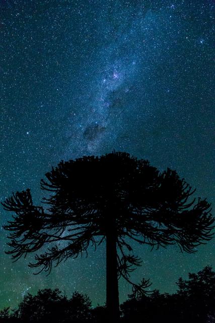 "Noche estrellada sobre araucaria."

Vicente Fernández Rioja, CC BY-SA 4.0, via Wikimedia Commons.