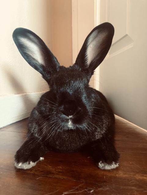  Rather large black rabbit as seen from head on, big ears in the air. 