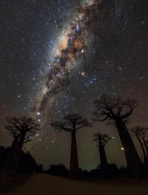 "Milky Way over Avenue of Baobabs."

Amirreza Kamkar/IAU OAE, CC BY 4.0, via Wikimedia Commons.