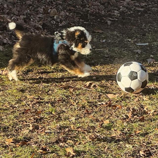 A black, white, and tan puppy, chasing a soccer ball.