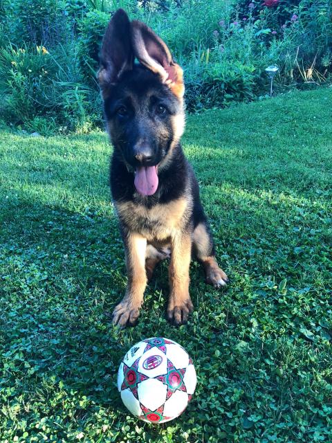 Berlin the german shepherd puppy with her soccer ball 