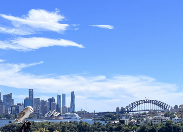 Barn Owl checking out the Sydney skyline 