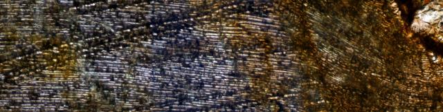 Microphoto of the Northwest Africa (NWA) 2892 Meteorite.

Solar Anamnesis, CC BY-NC-SA 2.0 via Flickr: https://flic.kr/p/2k9vuBv