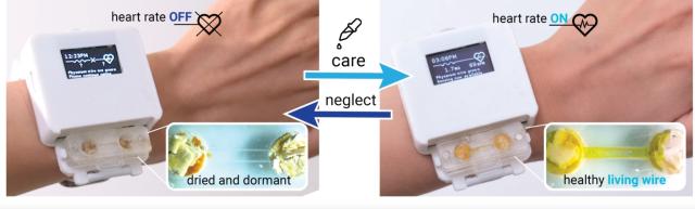 Image from the paper, showing a wristwatch heart monitor that has a visible slime mold in a compartment below the screen. The monitor only works if the patient actively cares for the slime mold (feeding and watering it)