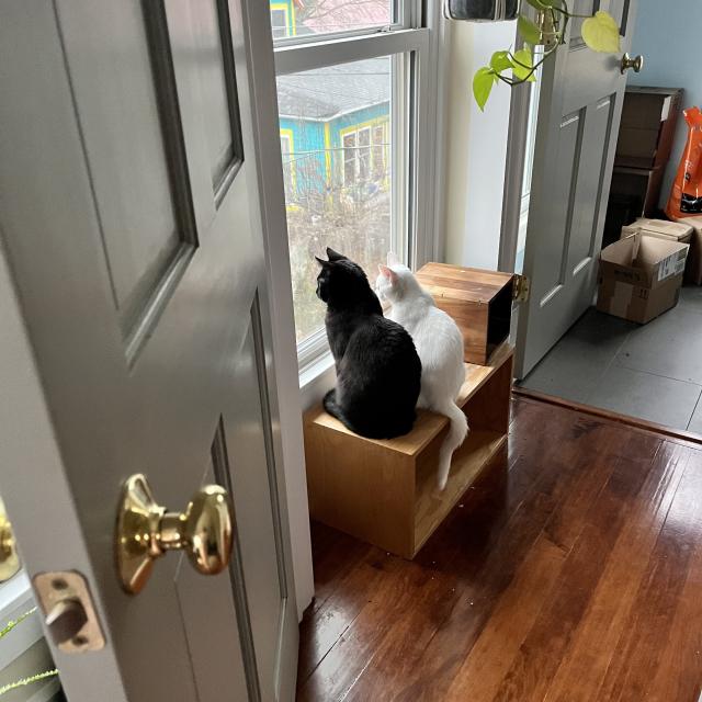 a black cat and a white kitten sit next to each other on a wooden crate looking out a window during the day. The shot is from an angle and includes two doors, boxes on the floor...