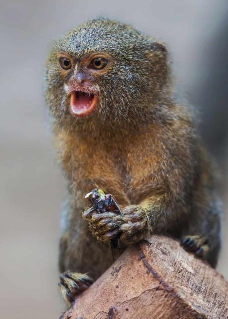 Pygmy Marmosets are the world’s smallest monkeys yet they have enormous personalities. They’re #vulnerable from #palmoil #mining and #meat #deforestation in #SouthAmerica. Help them survive be #vegan #Boycottpalmoil #Boycott4Wildlife! https://palmoildetectives.com/2021/09/25/pygmy-marmoset-cebuella-niveiventris-and-cebuella-pygmaea/ via @palmoildetect
