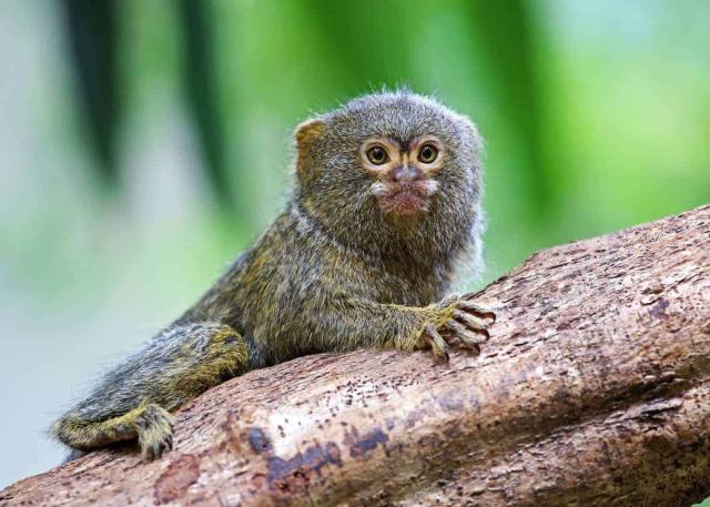 Pygmy Marmosets are the world’s smallest monkeys yet they have enormous personalities. They’re #vulnerable from #palmoil #mining and #meat #deforestation in #SouthAmerica. Help them survive be #vegan #Boycottpalmoil #Boycott4Wildlife! https://palmoildetectives.com/2021/09/25/pygmy-marmoset-cebuella-niveiventris-and-cebuella-pygmaea/ via @palmoildetect
