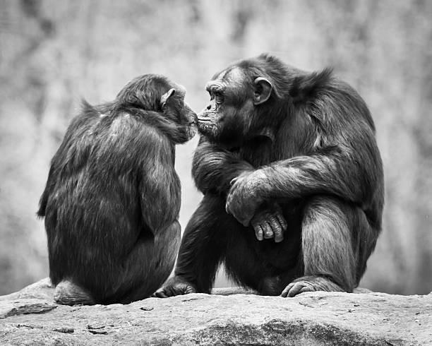 Kissing chimpanzee 