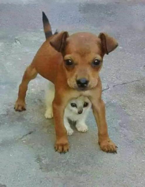 puppy protecting kitten