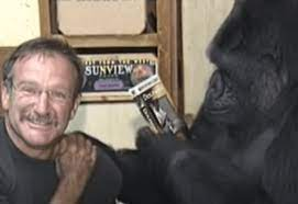 Robin Williams plays with Koko 

@Lazarou@mastodon.social thank you for sharing this!!! I love that we share our planet with so many other wonderful non-human beings. They are in many ways better than human people. Oh how I LOOOVE Koko, especially for her beautiful interactions with the late Robin Williams -  when the two legends met each other wow! 💚 😍 
