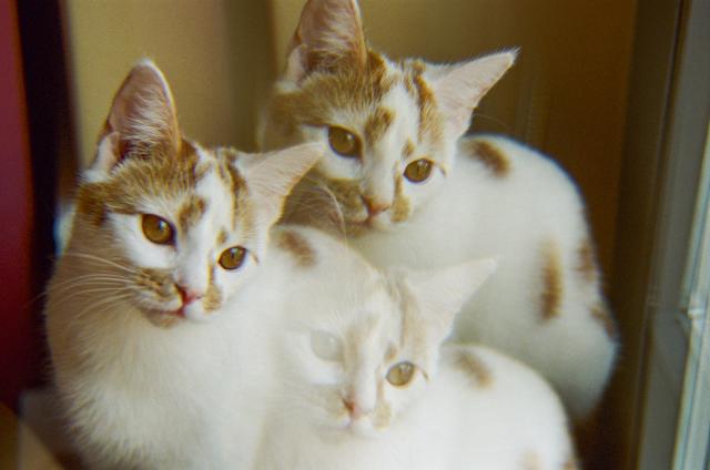 A photo of a white cat with orange patches and a pink nose, but there is three of her because of a prism effect.