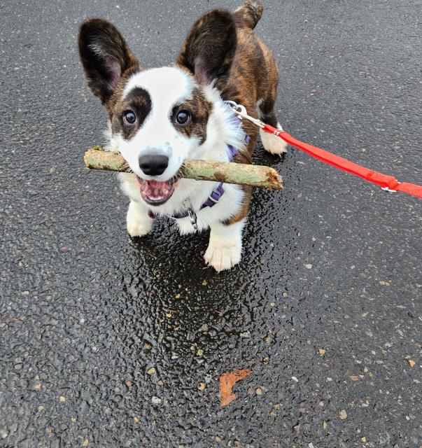 Corgi puppy with a stick