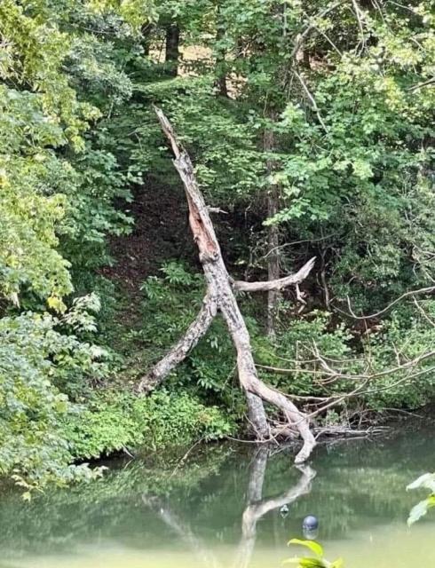 A dead tree in a swamp. It seems to have a body, two arms and two legs, and the way they're each twisting, the tree looks like he's in the big finale of a musical.show 