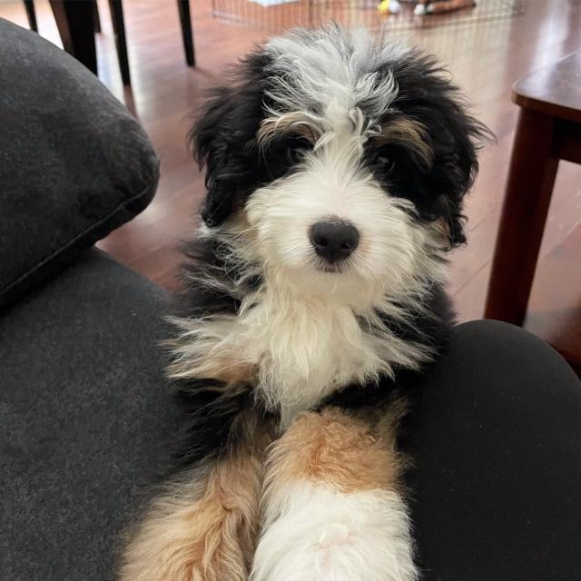 Black, what & tan puppy