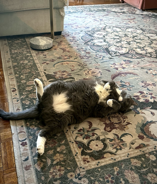 my grey cat Theo sleeping on his back with his legs in the air, and his paws in front of him asleep on the floor, as if he's been sniper'd.