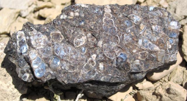 "'Turritella Agate' (chertified fossiliferous lacustrine limestone) (Laney Member, Green River Formation, Middle Eocene; North Barrel Springs Draw, south of Wamsutter, Wyoming, USA)."

James St. John, CC BY 2.0, via Wikimedia Commons or Flickr: https://flic.kr/p/EGzAQC