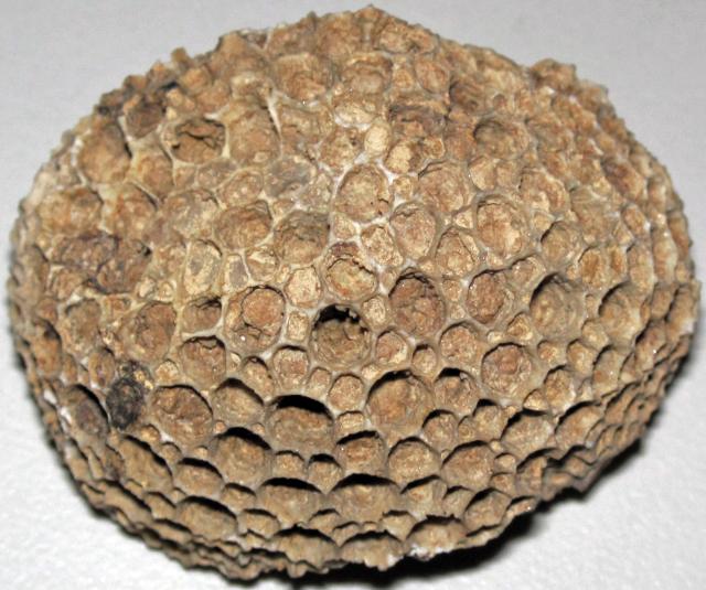 "Colonial coral (Columbus Limestone, Middle Devonian; Ohio, USA)."

James St. John, CC BY 2.0, via Wikimedia Commons or Flickr: https://flic.kr/p/26WcLcE