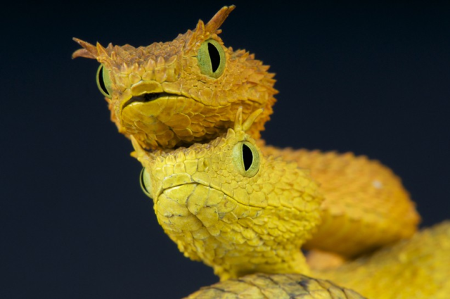 #News: five new stunning #species of eyelash vipers discovered in #Ecuador and #Colombia #Boycottpalmoil #Boycott4Wildlife #snake #science #biology #ecology  https://www.sciencedaily.com/releases/2024/02/240212133156.htm