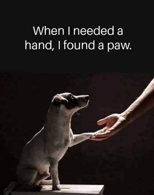 "Kun tarvitsin kättä (avukseni) löysinkin tassun"