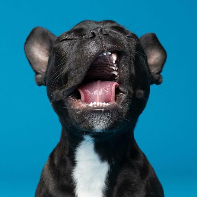 yawning dog