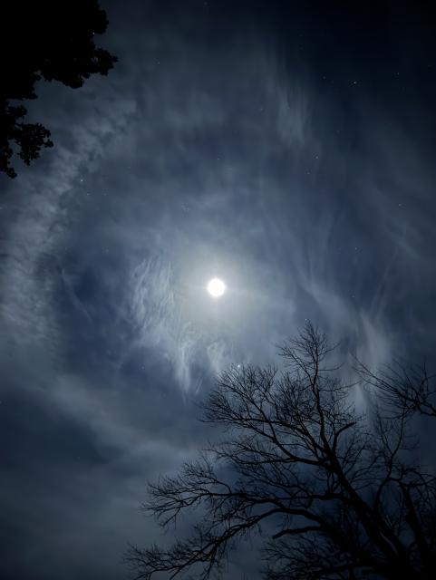 Full mon in a bright ring of clouds and bare trees. 