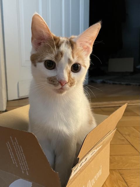 A white cat with orange patches and a pink nose sitting upright inside a small cardboard box, her eyes glimmering. Her name is Peaches and she wants your soul. 