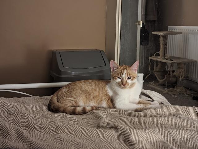White and ginger kitten laying on a bedspread keeping one eye on you