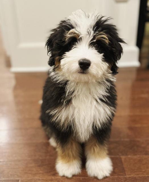 A black tan and white puppy