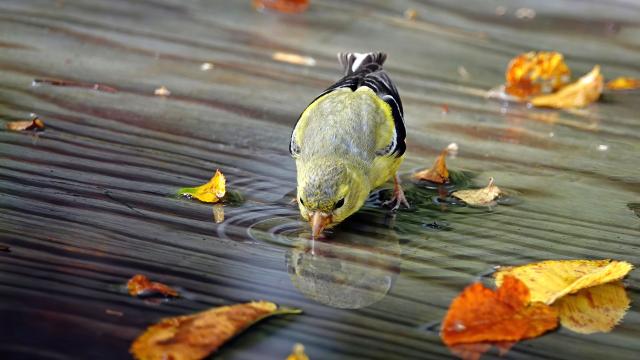 An American Goldfinch drinks water from a small puddle on a wooden floor. Autumn colored orange and yellow leaves lie on the floor.
