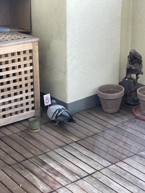 Gurrsula steht vor dem Schild und liest es eingehend 