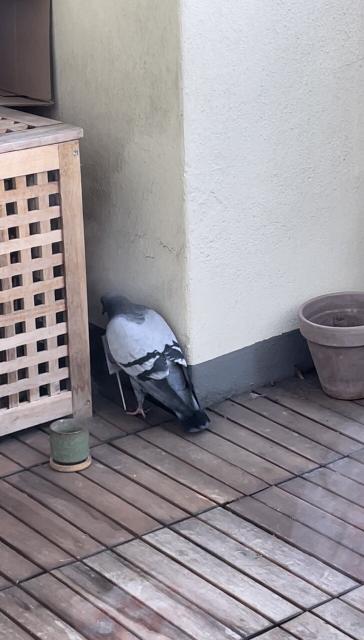 Gurrsula entscheidet sich einfach durch das Schild durchzulaufen 