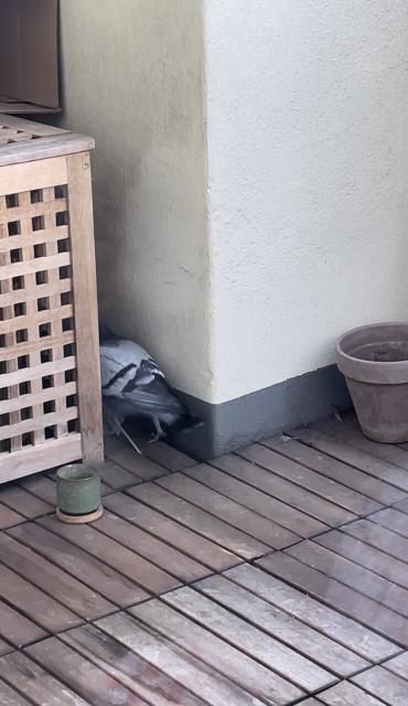 Jetzt hat Gurrsula das Schild einfach umgerissen und die Nische erfolgreich betreten