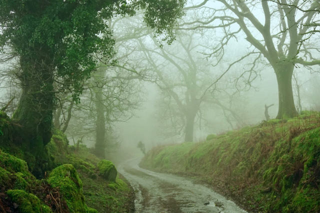Mossy banks and a a narrow road in pale fog.
