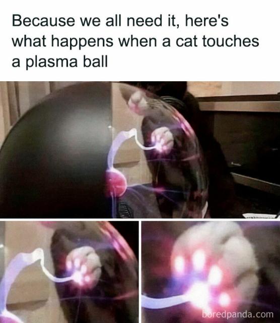 plasma cat