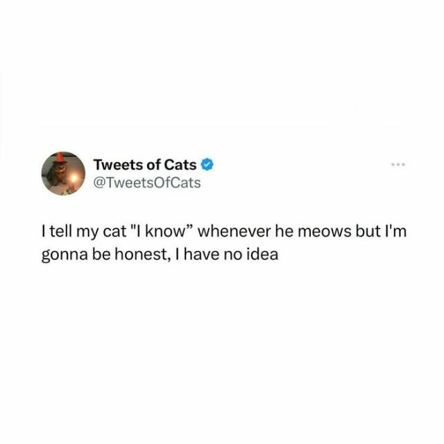 talking with cats