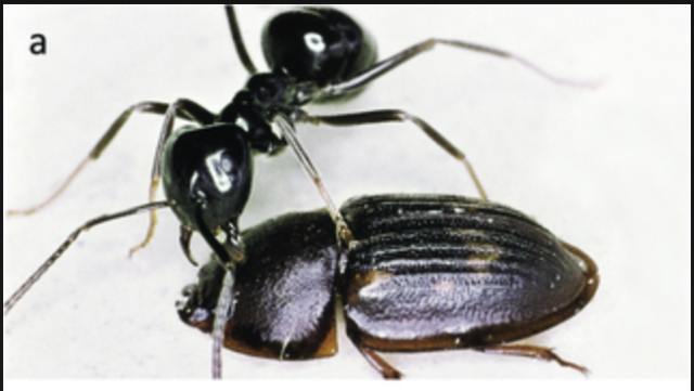 Amphotis marginata being attacked by a recently tricked ant. 