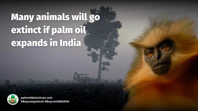 #Palmoil cultivation in #India’s northeast is devastating natural ecology with increased human-animal conflicts and #ecocide leaving farmers, forests and animals at risk #Boycottpalmoil #Boycott4Wildlife Story: @AsiaPacificFdn https://palmoildetectives.com/2023/06/07/indias-palm-oil-push-leaves-northeast-indian-farmers-forests-and-animals-at-risk/ via @palmoildetectives 
